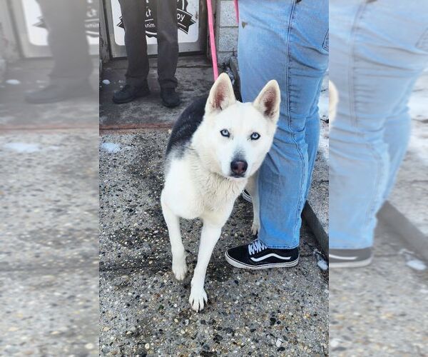 Medium Photo #4 Siberian Husky Puppy For Sale in Perth Amboy, NJ, USA