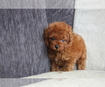 Small Photo #5 Poodle (Toy) Puppy For Sale in MANHATTAN, NY, USA