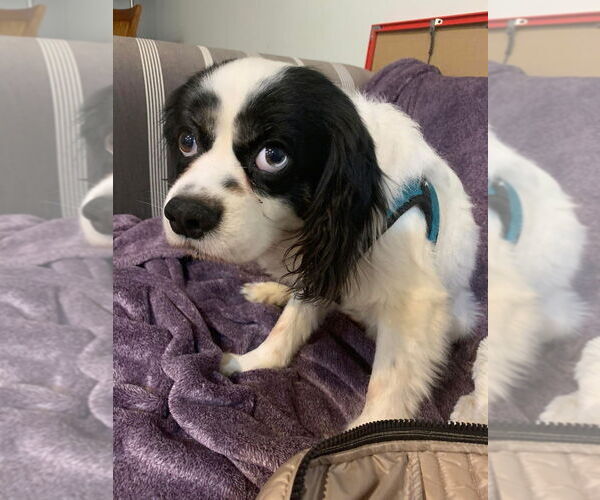 Medium Photo #3 Cavalier King Charles Spaniel Puppy For Sale in Mundelein, IL, USA
