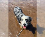 Small #1 Australian Shepherd