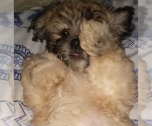 Shorkie Tzu Puppy for sale in LAWRENCEVILLE, GA, USA