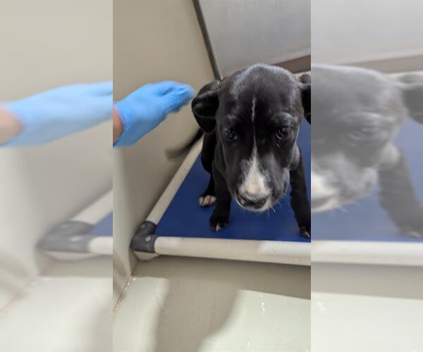 Medium Photo #1 Mutt Puppy For Sale in Bakersfield, CA, USA