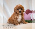 Small #3 Cavapoo (Miniature)