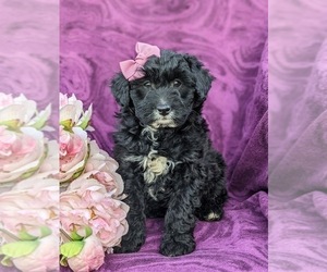 Aussiedoodle Miniature Puppy for sale in KIRKWOOD, PA, USA