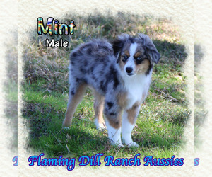 Miniature Australian Shepherd Puppy for sale in FORESTBURG, TX, USA
