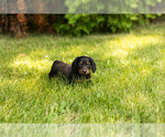 Small #18 Dachshund