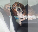 Small Photo #3 Bagle Hound Puppy For Sale in Crystal, MN, USA