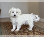 Small #6 Maltese