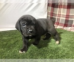 Small Photo #2 Cane Corso Puppy For Sale in NARVON, PA, USA