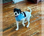 Small #16 American Pit Bull Terrier-Pointer Mix