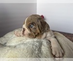 Small #20 Bulldog
