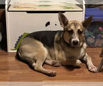 Small #1 German Shepherd Dog