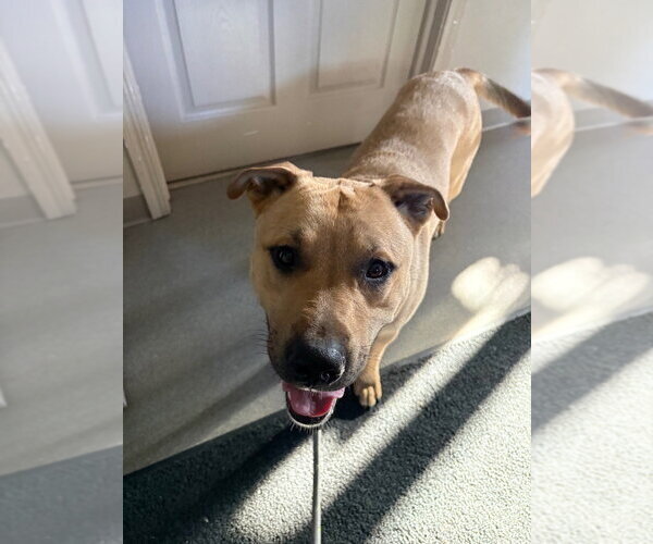 Medium Photo #2 Staffordshire Bull Terrier Puppy For Sale in La Porte, IN, USA