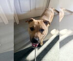 Small #1 Staffordshire Bull Terrier
