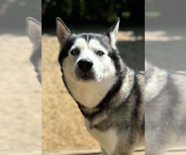 Medium Photo #2 Siberian Husky Puppy For Sale in Matawan, NJ, USA