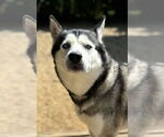 Small #1 Siberian Husky