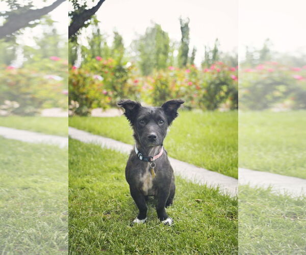 Medium Photo #7 Colonial Cocker Spaniel-Unknown Mix Puppy For Sale in Sandy, UT, USA