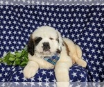 Small Photo #6 Saint Bernard Puppy For Sale in QUARRYVILLE, PA, USA
