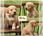Small Photo #9 Golden Retriever Puppy For Sale in MONTROSE, CO, USA