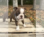 Small Photo #1 Boston Terrier Puppy For Sale in GOSHEN, IN, USA