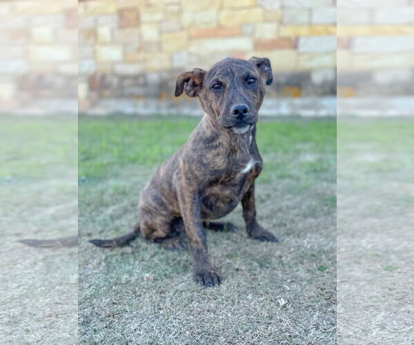 Medium Photo #1 Mutt Puppy For Sale in PIPE CREEK, TX, USA