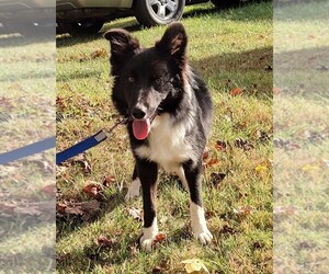 Border Collie Puppy for sale in WEST LIBERTY, KY, USA