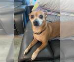 Small #3 Miniature Pinscher
