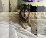 Small #2 Siberian Husky