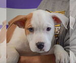 Small #1 American Bulldog-American Staffordshire Terrier Mix