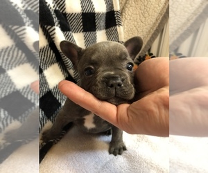 French Bulldog Puppy for sale in TRACYS LANDING, MD, USA
