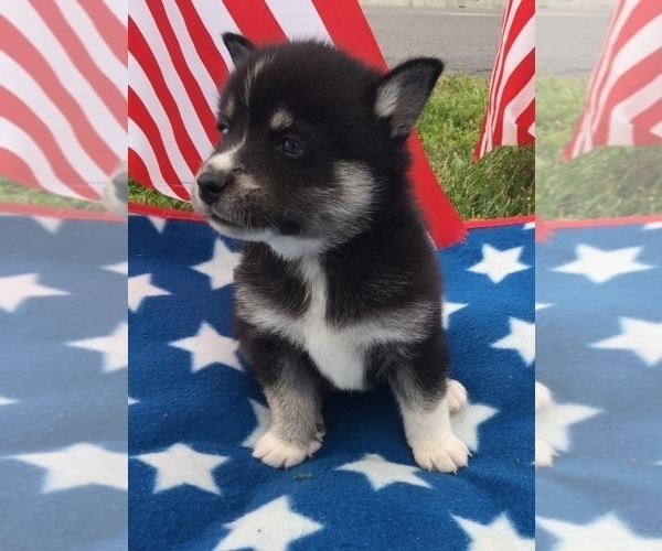 Medium Photo #8 Alaskan Klee Kai Puppy For Sale in WINCHESTER, OH, USA