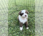 Puppy Puppy 2 Pink Miniature Australian Shepherd