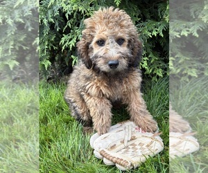 Whoodle (Miniature) Puppy for sale in MIDDLEBURY, IN, USA