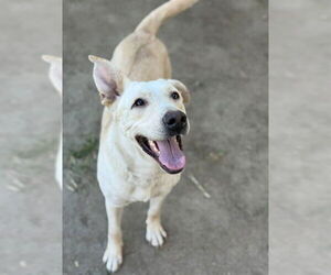 Labrador Retriever-Unknown Mix Dogs for adoption in Riverside, CA, USA