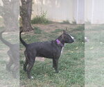 Small #1 Boston Terrier Mix
