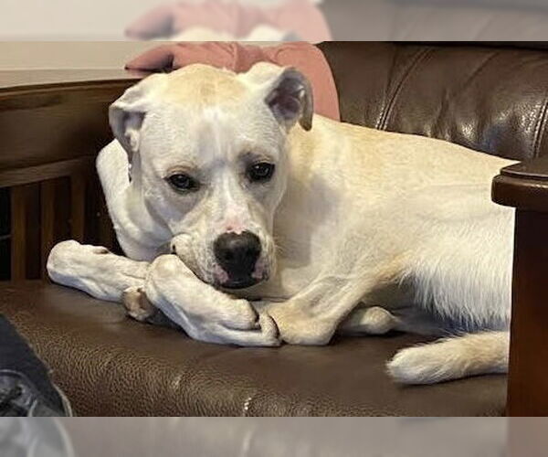 Medium Photo #25 Boxador Puppy For Sale in Princeton, MN, USA