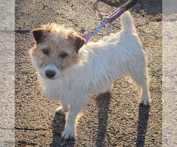 Medium Photo #2 Jack Russell Terrier-Unknown Mix Puppy For Sale in Huntley, IL, USA