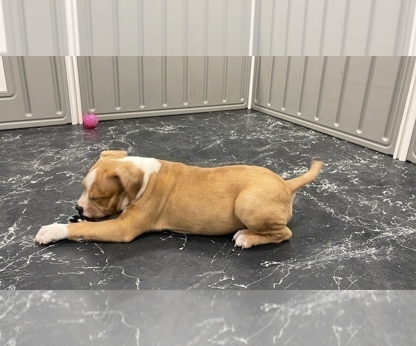 Medium Photo #68 American Bully Puppy For Sale in REESEVILLE, WI, USA