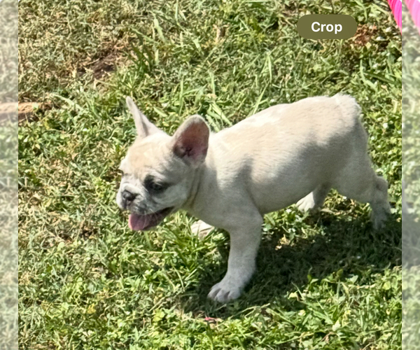 Medium Photo #22 French Bulldog Puppy For Sale in MICANOPY, FL, USA