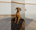 Small #1 Doberman Pinscher-Redbone Coonhound Mix