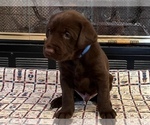 Small Photo #12 Labrador Retriever Puppy For Sale in SCOTT, LA, USA