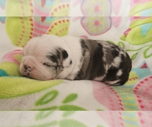 Medium Photo #8 Boston Terrier Puppy For Sale in GENOA, NE, USA