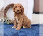 Small #2 Goldendoodle (Miniature)