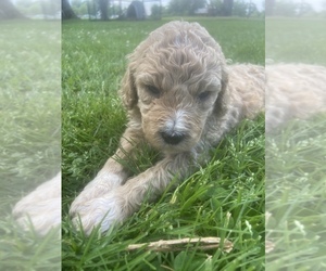 F2 Aussiedoodle-Goldendoodle Mix Puppy for sale in BREMEN, KY, USA