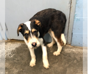Mutt Dogs for adoption in Evansville, IN, USA