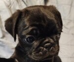 Puppy Chase Pug