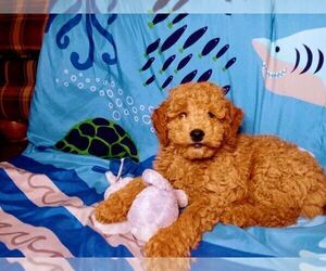 Goldendoodle (Miniature) Puppy for sale in ADENA, OH, USA