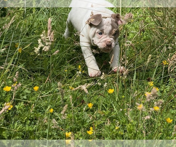 Medium Photo #15 American Bully Puppy For Sale in PORTLAND, OR, USA