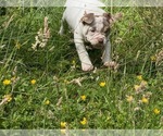 Small #14 American Bully