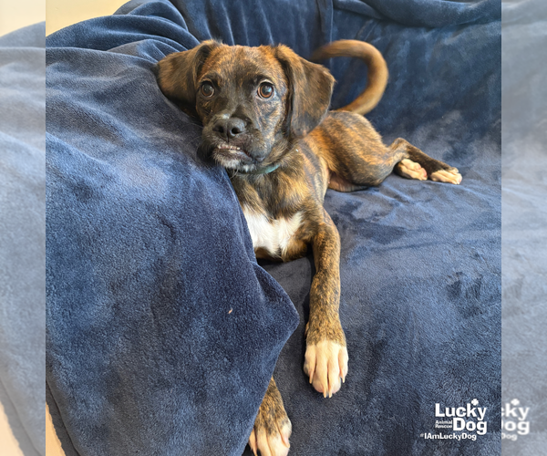 Medium Photo #8 Boxer-Plott Hound Mix Puppy For Sale in Washington, DC, USA